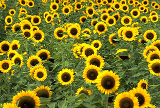 season flower