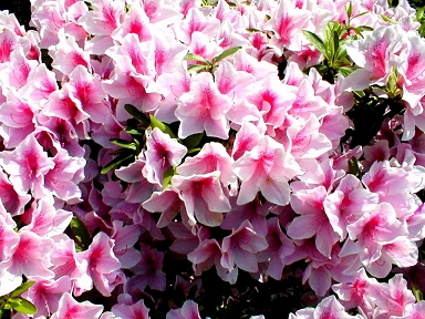 season flower